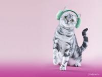 КотЭ фотография